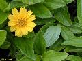 Creeping Daisy / Sphagneticola trilobata 